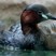 Little Grebe